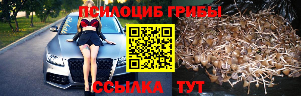 Когалым  Галлюциногенные грибы мицелий  цена   Вход с VPN  Псилоцибиновые грибы Psilocybe 