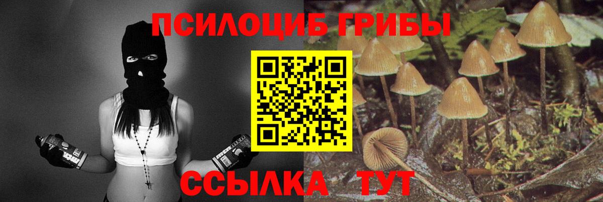 Псилоцибиновые грибы Psilocybe Когалым